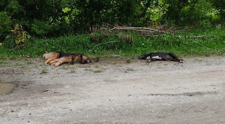 У селі під Луцьком пенсіонер вбив двох собак (фото)