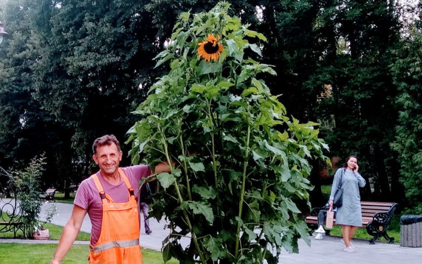 З центрального парку Луцька викрали гігантський соняшник (фото)
