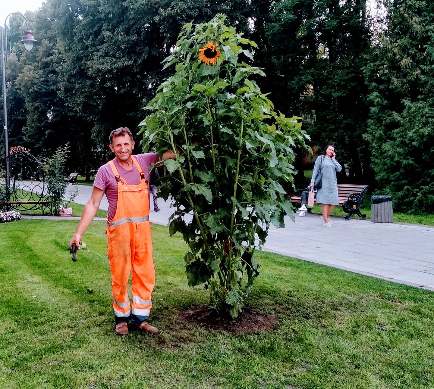 Гігантський соняшник, який зник з луцького парку, посадили там незаконно