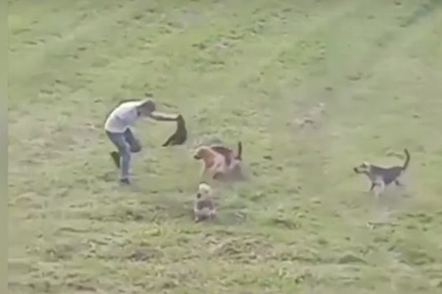 Ситуація вийшла з-під контролю: у Ковелі собаки нападають на людей (відео)