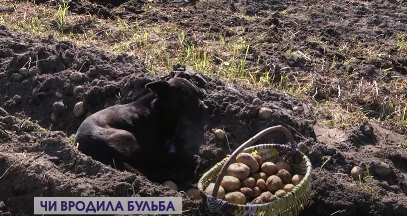 Картопляний сезон на Волині: як копають і за скільки продають (відео)