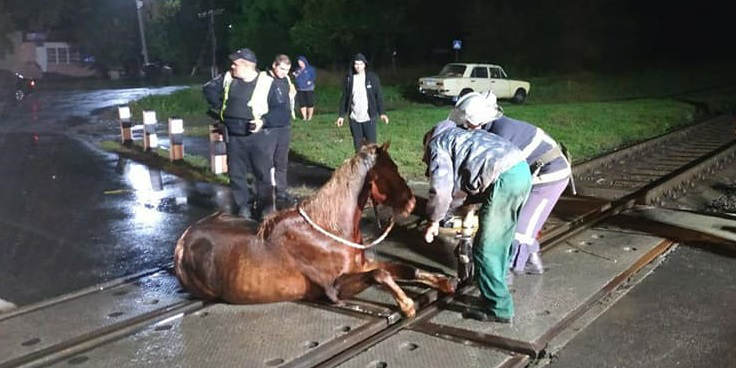 У Рожищі кінь потрапив у залізничний «капкан» (фото, відео)
