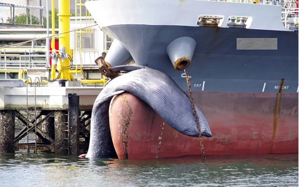 У Японії корабель привіз на носі велетенський «сюрприз» (фото)