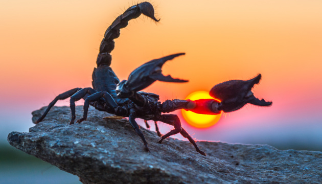 У майбутньому в Україні з'являться скорпіони та екзотичні павуки (відео)