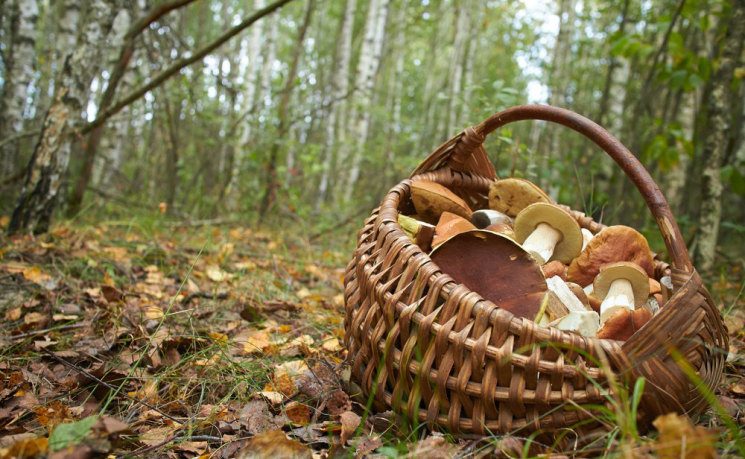 Волинські лісівники розповіли, які гриби ще будуть рости
