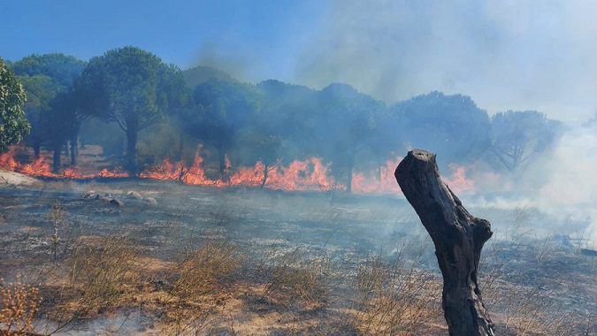У Туреччині знову пожежі у лісових масивах