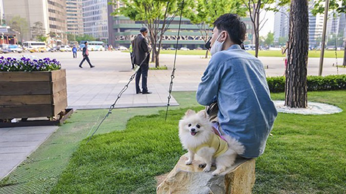 У Південній Кореї хочуть заборонити їсти собак