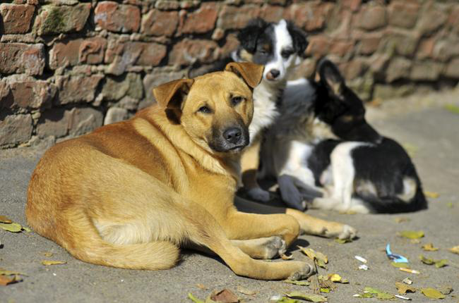 У Луцьку пропонують створити притулок  для безпритульних собак