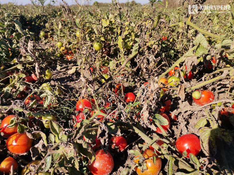 Родитимуть до заморозків: як біля Луцька збирають дешеві помідори (фото)