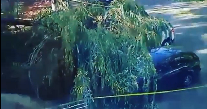 У Луцьку дерево впало на автівки біля школи (відео)