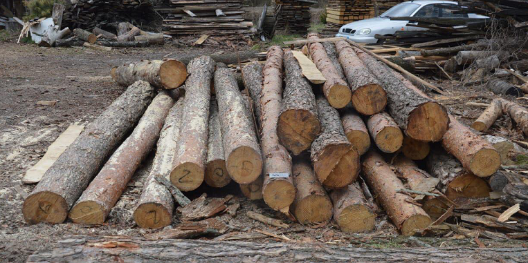 Жителя Луцького району судитимуть за зберігання незаконно зрубаних дерев