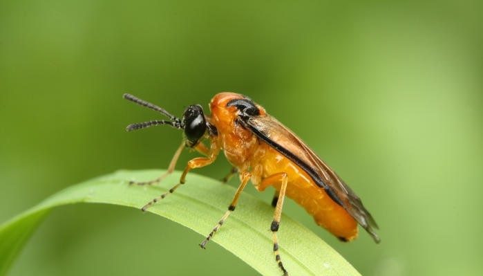 Волинських аграріїв попереджають про нашестя шкідливих комах