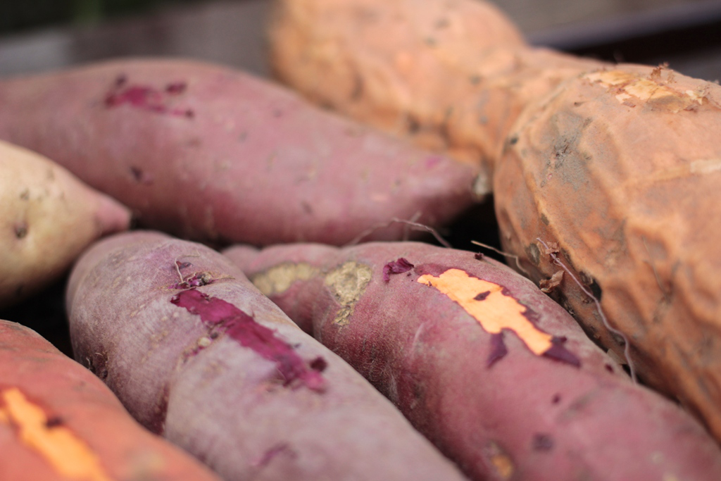 Не картоплею єдиною: лучанка на городі вирощує екзотичний батат (фото)