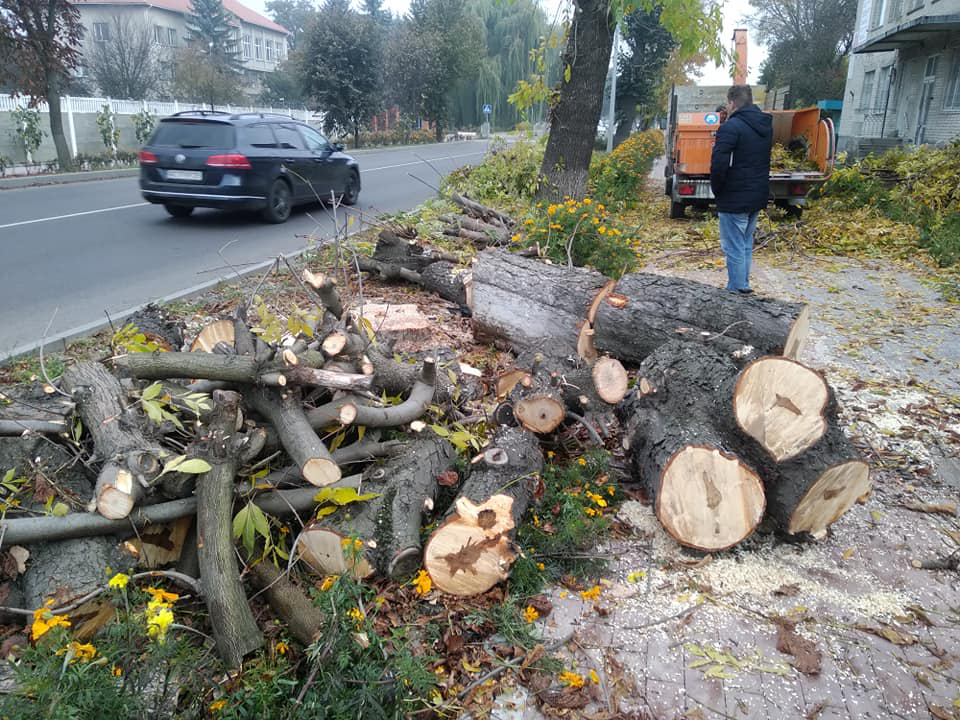 На Ківерцівській у Луцьку порізали дерева і знищили чорнобривці Василя Рижука (деталі)
