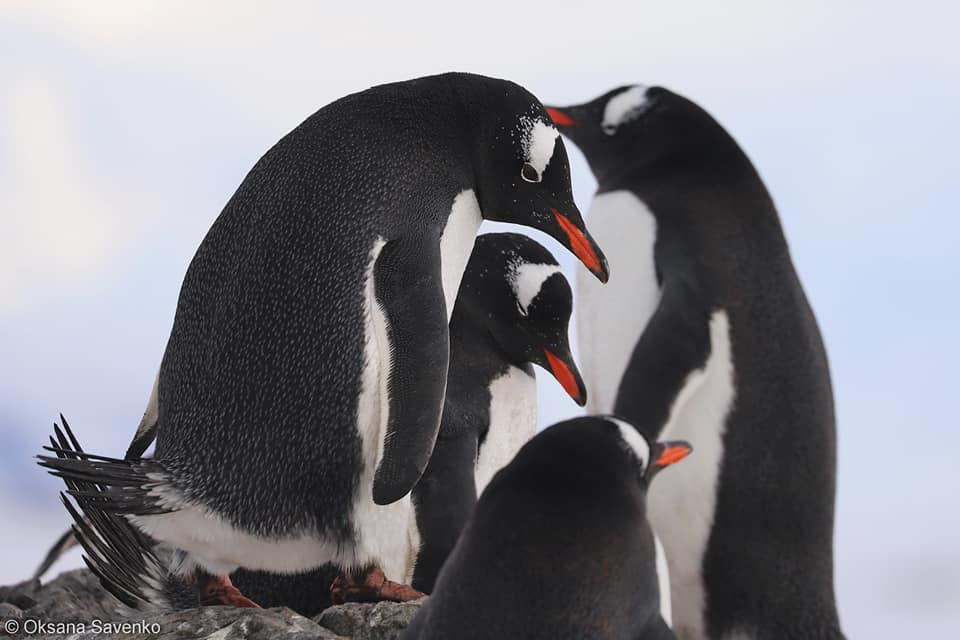 Українські полярники показали пінгвінів дженту під час шлюбного сезону (фото)