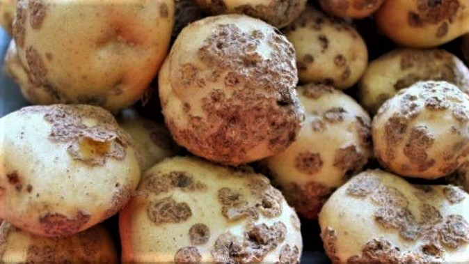 У Луцькому районі виявили рак картоплі: чим він небезпечний (відео)