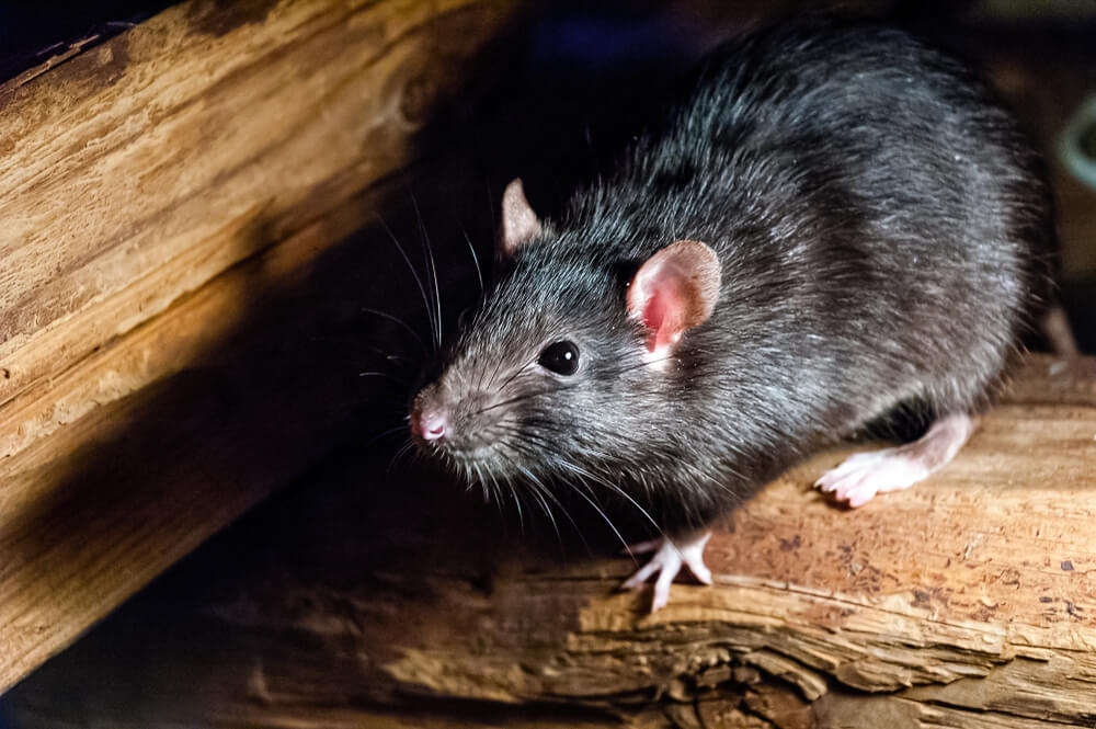 В Австралії витратили $1,8 млн на вбивство щурів