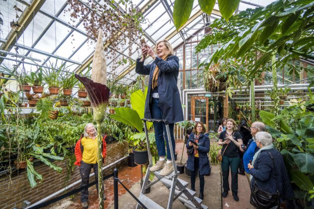 У Нідерландах відцвіла рідкісна рослина у вигляді пеніса (фото)