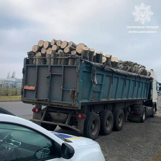 У Луцьку водій з липовими «правами» віз деревину без документів