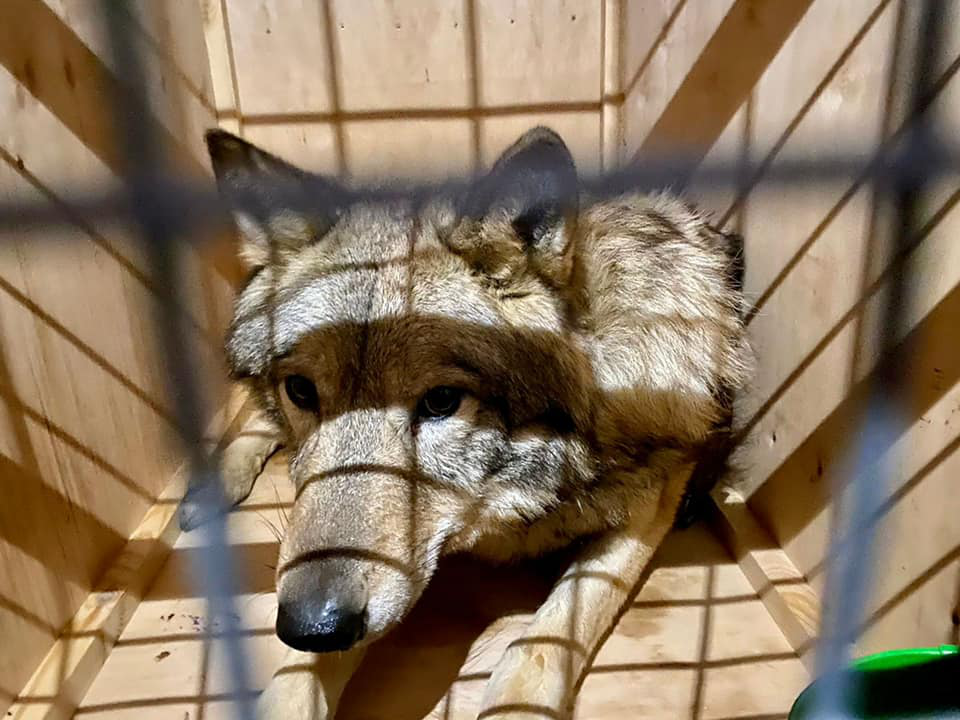 Вилучених у «Борисполі» вовків передали до харківського екопарку