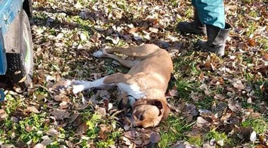 Петля на шиї та зв'язана морда: у луцькому парку знайшли мертвого пса (фото 18+)