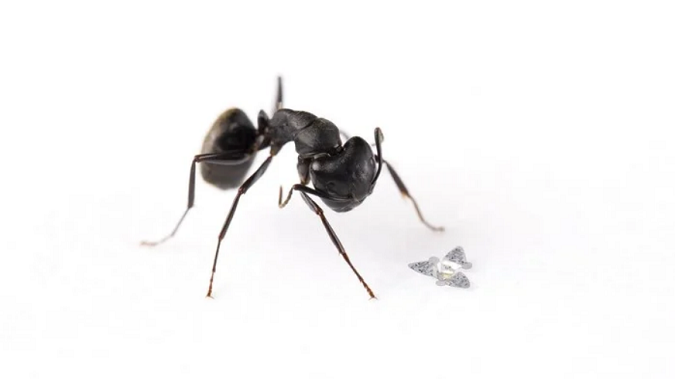 Науковці винайшли найменший летючий мікрочип в історії людства