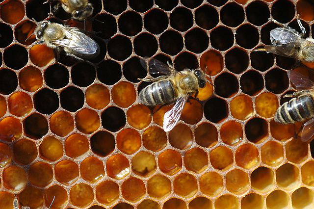 Бджоли дотримуються соціальної дистанції для контролю паразитів