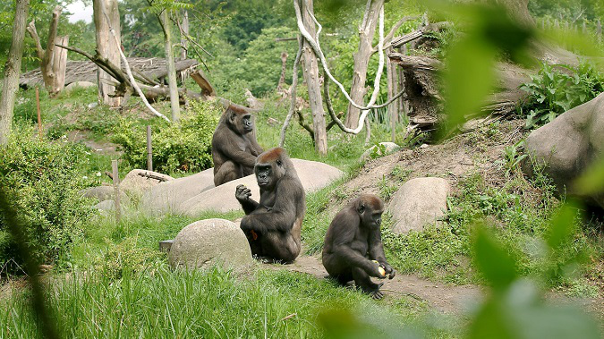 Зоопарк у Нідерландах відправив горил та левів на карантин