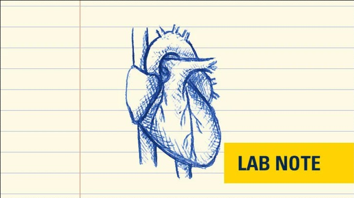 Лікування двох серцевих клапанів одночасно є запорукою здорового серця, – кажуть дослідники