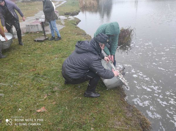 У Теремнівський ставок у Луцьку запустили майже тонну карасів (фото)