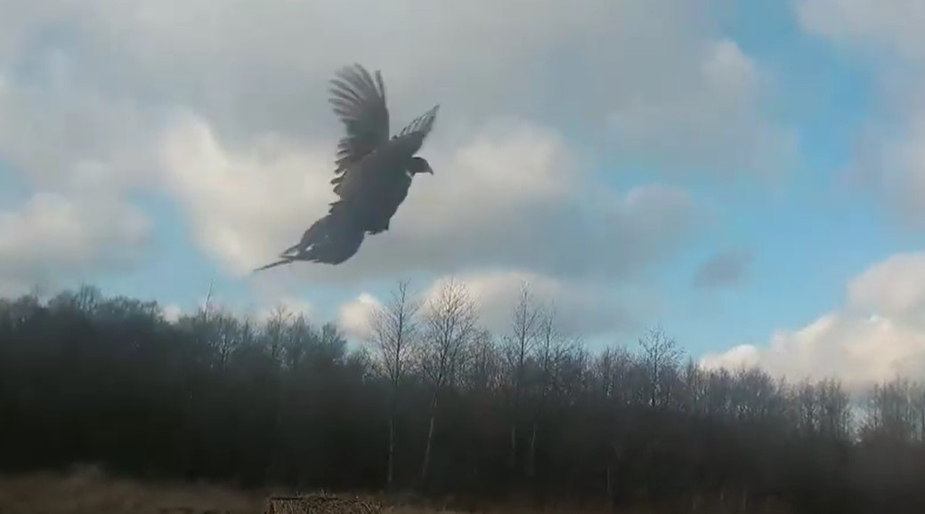 Волинські екологи випустили на волю більше сотні фазанів (відео)
