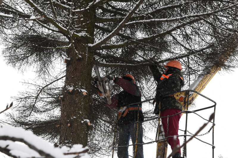 Через шкідників: у Луцьку на меморіалі спиляють 22 дерева (фото)