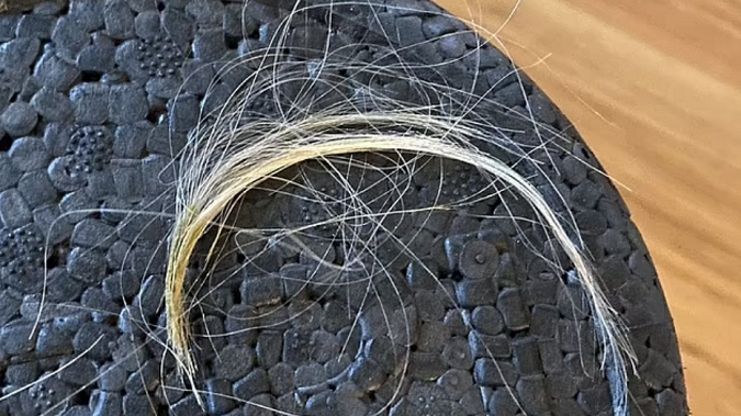 У США морська свинка відгризла господарці пасмо волосся (фото)