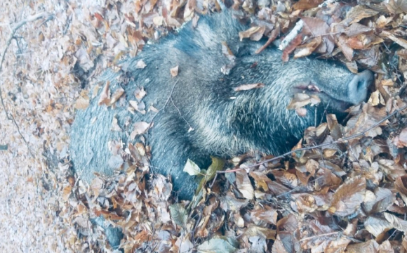 Волинські браконьєри незаконно вбили кабана та трьох косуль