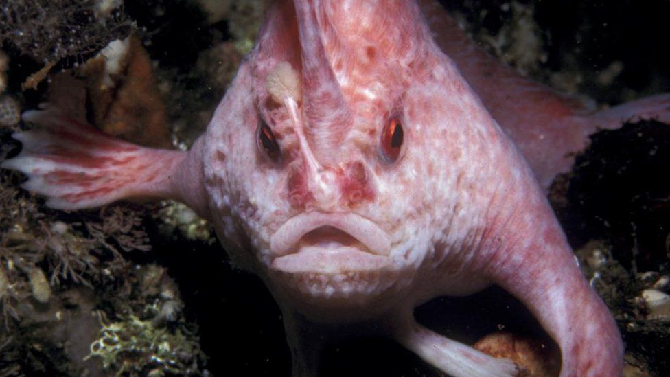 В Австралії вперше за десятиліття помітили рідкісну рожеву рибу з «руками»