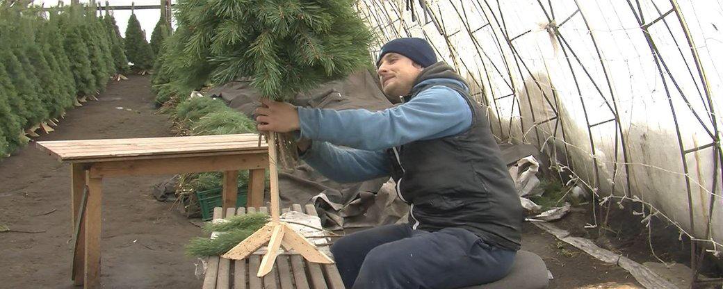 Пухнастіші та пахучіші: волинська родина майструє новорічні дерева із соснових гілок (фото)