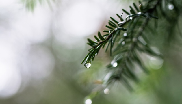 З плюсом і дощем: погода в Луцьку на суботу, 1 січня