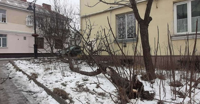 У Луцьку в Старому місті впало аварійне дерево (фото)