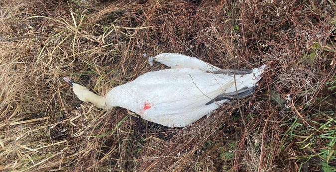 Шукають свідків: через зухвале вбивство лебедя на Волині відкрили кримінал