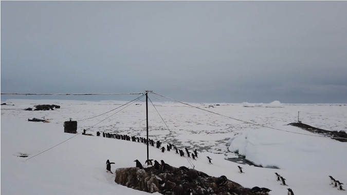 Українські полярники пояснили, чому пінгвіни «марширують» до океану завжди гуртом (відео)