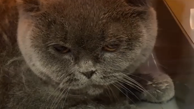 У Дніпрі кіт вижив після півгодинного прання у пральній машині (відео)