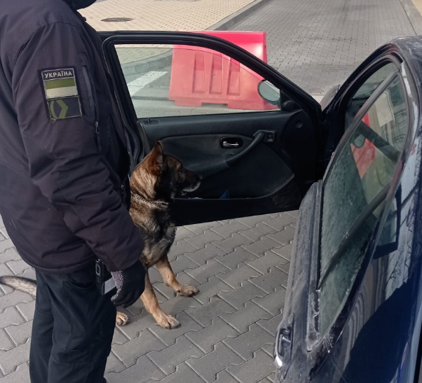 В «Устилузі» службовий собака винюхав «травичку» у кишені водія (фото, відео)