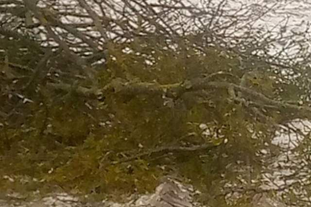 «Мало не билася»: на Волині жінка поскандалила через зрізані дерева (фото)