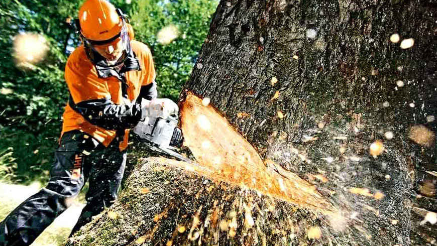 У Луцькій громаді на зрізання дерев витратять більше 2 мільйонів гривень