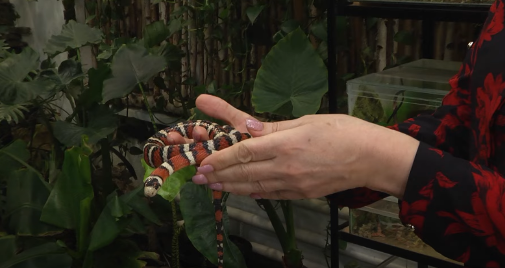 Хамелеони, змії та скорпіони: у сільській волинській школі живуть сотні тварин (відео)