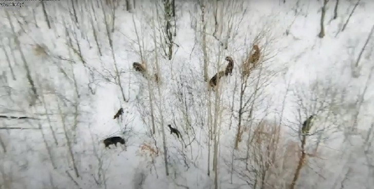 На Волині облік диких тварин проводять з дронів (відео)
