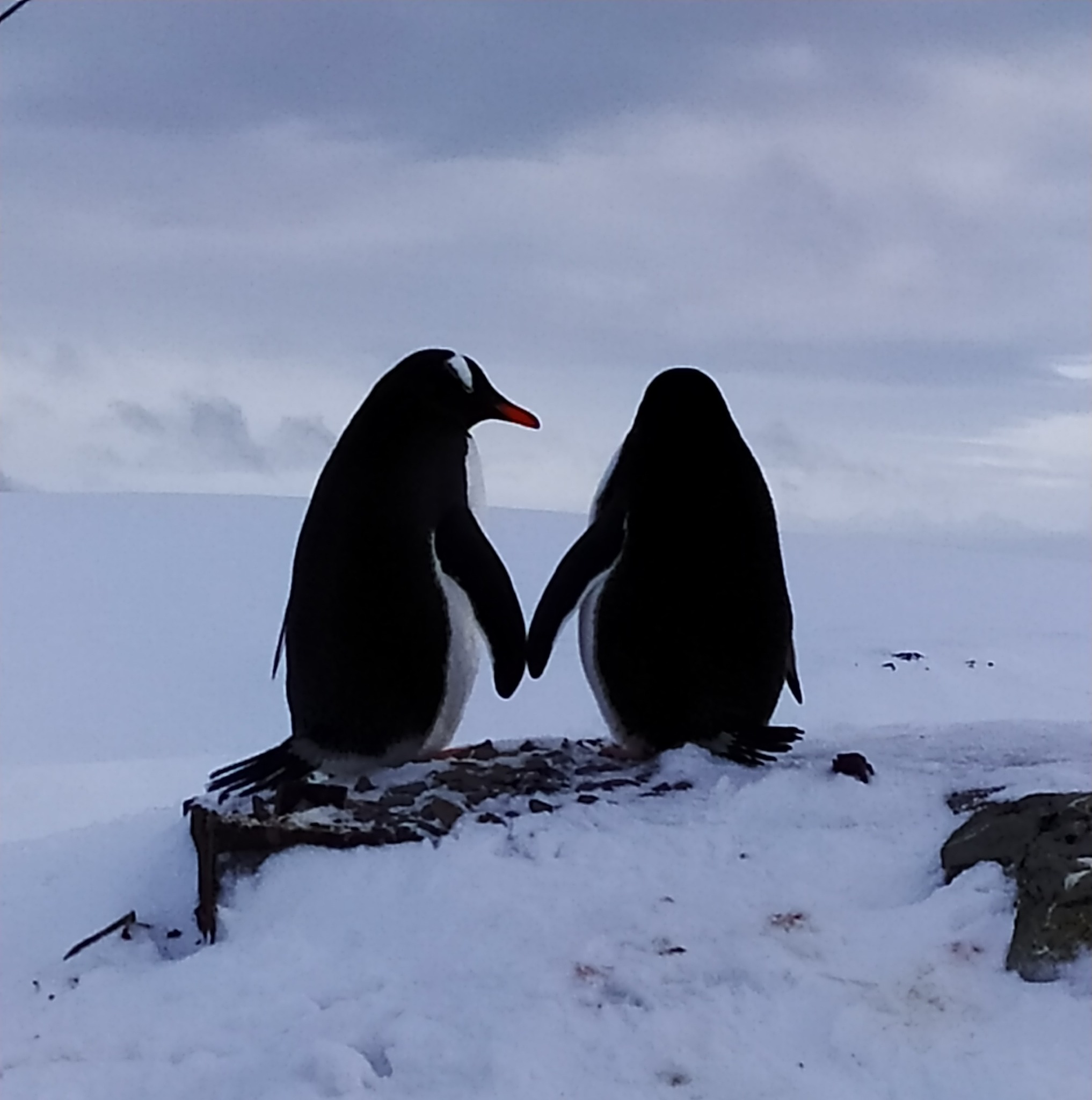 Українські полярники до Дня Валентина показали залицяння пінгвінів (фото)