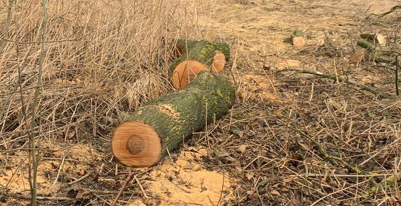 На Волині селянин нарубав дерев на 80 тисяч гривень (фото)