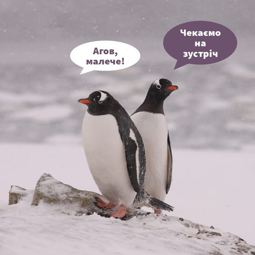 Покажуть пінгвінів: українські полярники оголосили відкриті онлайн-зустрічі для дітей
