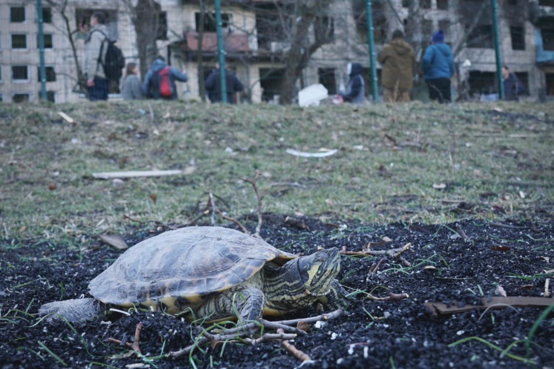 В Києві знайшли черепаху, яка вціліла після обстрілу будинку (фото)